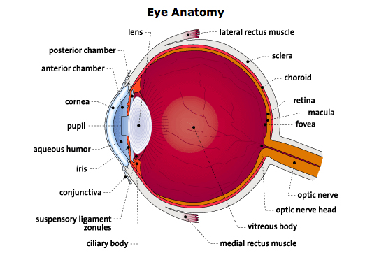 Human Anatomy - Ken To Fude No Ryu Kenshu Kai Karate - Soke Solly Said
